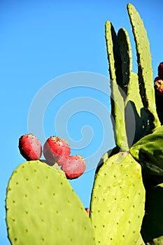 Prickly pear cactus with red fruits