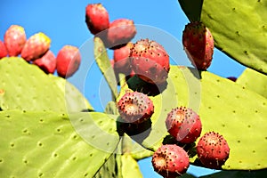 Prickly pear cactus with red fruits