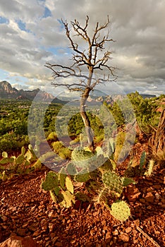 Prickly pear cactus in Sedona, Arizona