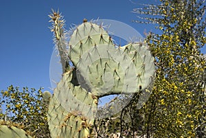 Prickly Pear Cactus Shaped like a Heart
