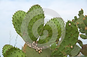 Prickly Pear Cactus with Snails