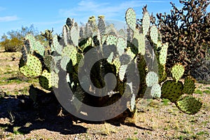 Prickly Pear Cactus Sonora Desert Arizona