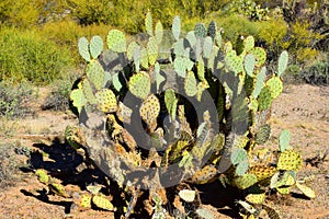 Prickly Pear Cactus Sonora Desert Arizona photo