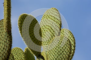 Prickly pear cactus.