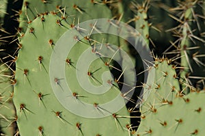 Prickly Pear Cactus Spines