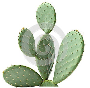 Prickly pear cactus features vibrant colors and distinct, spiky, desert beauty. photo