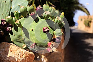 Prickly pear cactus in the streets photo