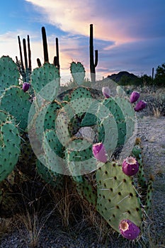 Prickly Pear Cactus at Sunset