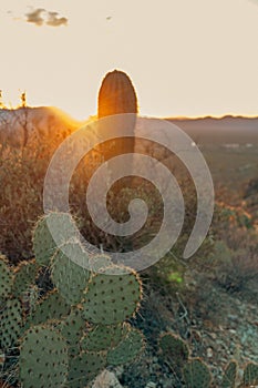 Prickly pear cactus at sunset - Gates Pass, Tucson Arizona