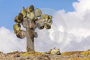 Prickly Pear Cactus Tree and Galapagos Land Iguana