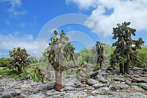 Prickly pear cactus trees on South Plaza Island, Galapagos National Park, Ecuador