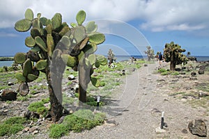 Prickly pear cactus trees on South Plaza Island, Galapagos National Park, Ecuador