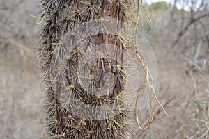 Prickly pear cactus trunk, Opuntia echios, Santiago Island, Galapagos Islands photo