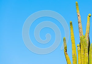Prickly pear cactus under a blue sky in the springtime