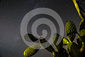 Prickly Pear cactus, under the Milky Way