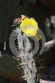 prickly pear cactus with a yellow flower photo