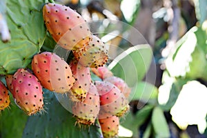 Prickly Pear