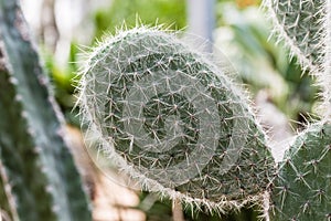 Prickly pear detail