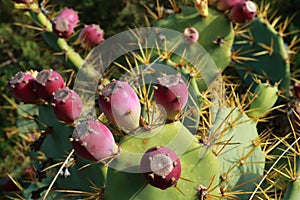 Prickly pear detail