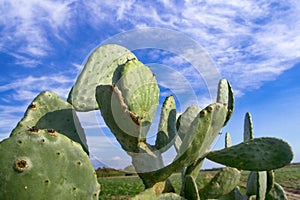 Prickly pear on the edge of the field