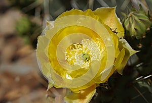 A Prickly Pear Flower Draws Some Interesting Visitors