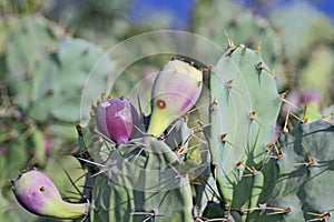 Prickly pear flowers and fruits