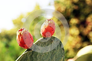 Prickly pear fruit photo