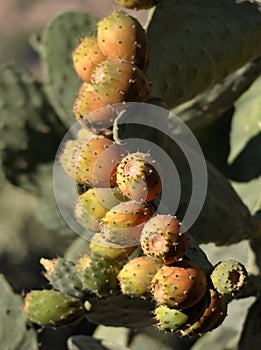 Prickly pear fruits on cactus plant vertical