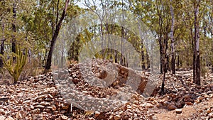 Prickly Pear Invasion In Central Queensland Australia