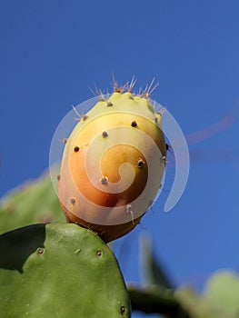 Prickly pear, Nopal, Cactus pear, Babutsa
