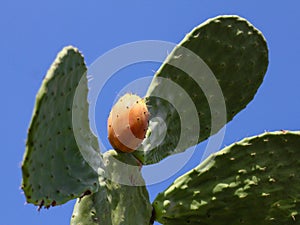 Prickly pear, Nopal, Cactus pear, Babutsa