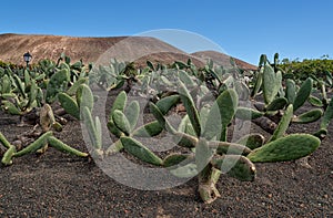 Prickly pear, opuntia cactus garden in Lanzarote