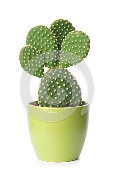 Prickly pear, opuntia cactus in a green pot on a white
