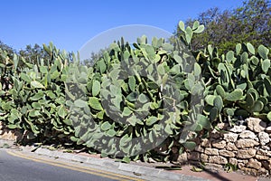 Prickly Pear opuntia cactus plant used as roadside hedging photo