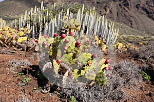 Prickly pear (Opuntia ficus-indica) and Canary Island spurge at Punta de Teno photo