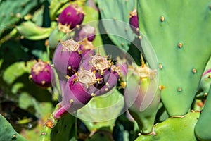 Prickly pear, opuntia ficus indica with fruits. Plant in Croatia