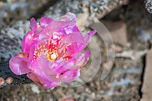 Prickly Pear Opuntia fragilis cactus flower, California