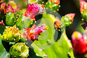Prickly Pear Opuntia fragilis cactus flowers, California