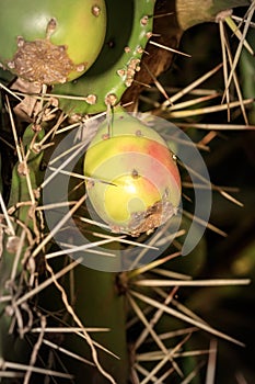 Prickly pear Opuntia littoralis fruit growing, Uganda, Africa