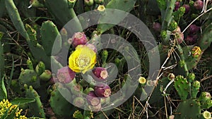 Prickly Pear, opuntia sp. , Kenya, Fruits