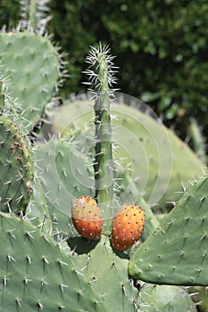 Prickly pear. A particular form.