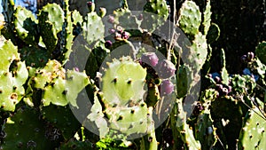 prickly pear plant with unripe purple fruits