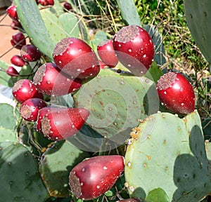 Prickly Pear