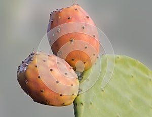 Prickly pear photo