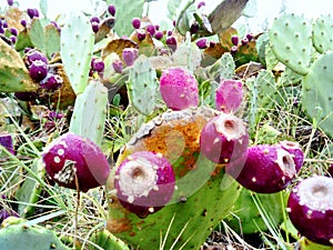 Prickly pear purple fruits