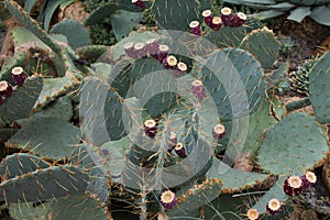 Prickly Pear with Seed Pods