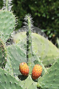 Prickly pear shaped as male genitals. Phallic form