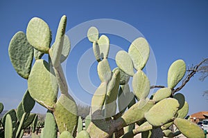 Prickly pear