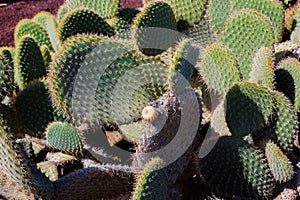 The prickly pear is a typical plant in the subtropical area of the island of Fuerteventura