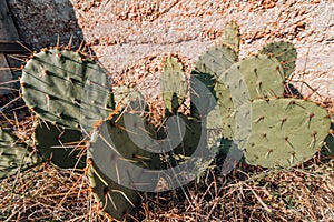 Prickly pear wild opuncia cactus growing in a rocky hill. old cactus tree. Summer and spring themed stock photos. Desert cactus